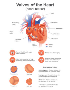 A heart valve opens or closes incumbent on differential blood pressure on each side..Vector design.