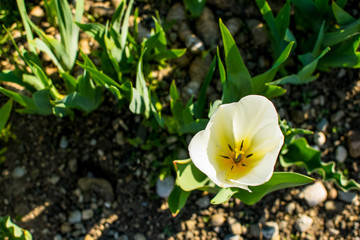 Weiße Tulpe im Garten von der Vogelperspektive bei Sonnenschein
