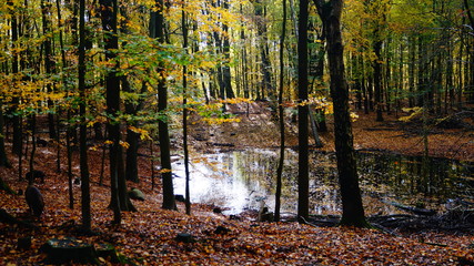 Obraz premium Wildpark im Herbst