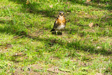 Fototapeta premium Drossel auf Rasen