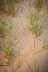 Marram Grasses Number 16