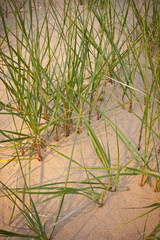 Obraz premium Marram Grasses Number 17