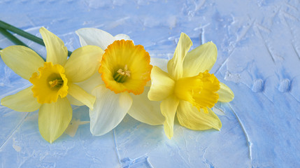 Daffodil white flower on a blue background. Spring flowers.