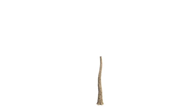 3D realistic tree isolated on white with alpha channel to be used for architecture visualization or motion graphics or any other video.