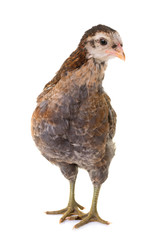 chick araucana in studio