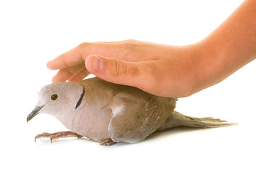 Eurasian collared dove