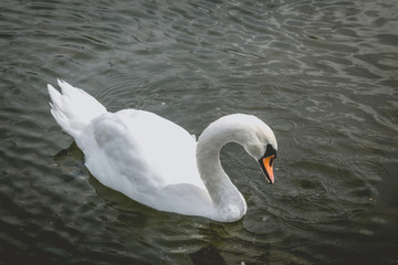 Одинокий лебедь. Символ семьи, любви и верности