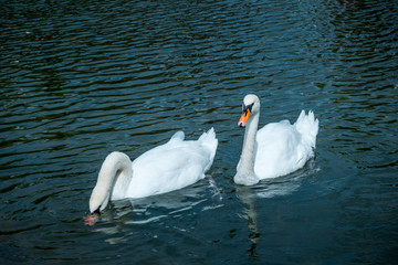 Пара лебедей и озеро в городском парке