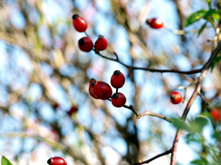 Hagebutten im Herbst