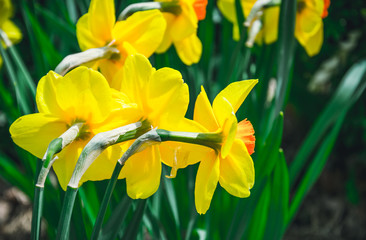 Яркие желтые нарциссы в весеннем саду