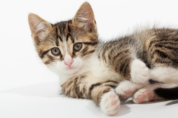Fototapeta premium Young kitten lying