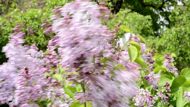 Wind zerzaust einen Fliederbusch