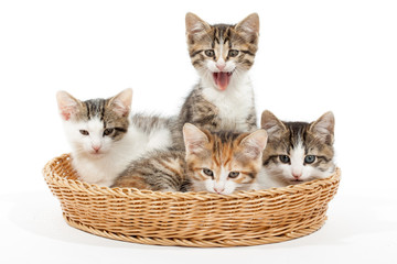 Fototapeta na wymiar Group of young kittens in the basket