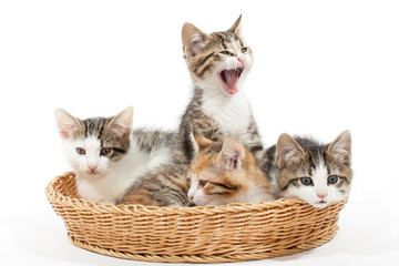 Fototapeta na wymiar Group of young kittens in the basket