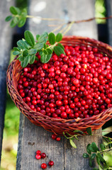 Fresh ecological lingonberry