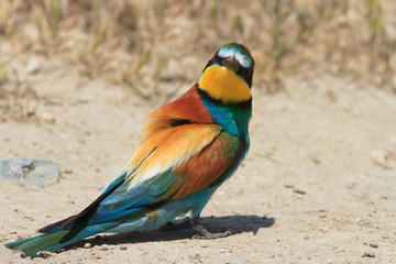 european bee eater