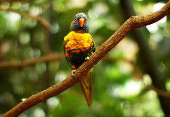 Rainbow lorikeet