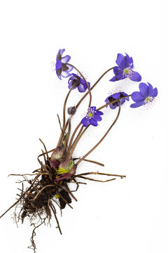 Scilla, first spring flowers