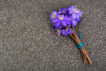 Scilla, first spring flowers