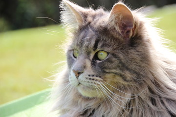 Maine Coon Kater getigert, seitlich, im Gegenlicht