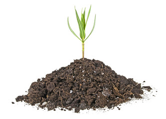 Young plant with humus isolated on white background