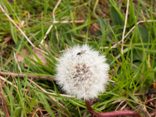 a close up shot of a black insect bug fly on the top of a white dandelion in spring intact and resting motionless macro isolated on grass floor background