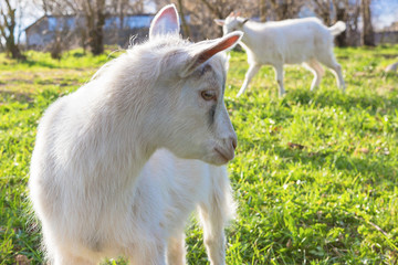 Goats close-up in the village on a meadow feed on grass