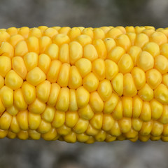 Very ripe and juicy corn cob close up