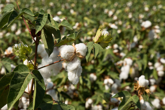Large cotton field