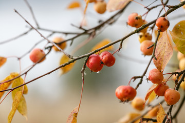 Golden autumn. On a wild Apple tree ripe small apples. Shooting with a shallow depth of field. There is a place for text. Background, Wallpaper