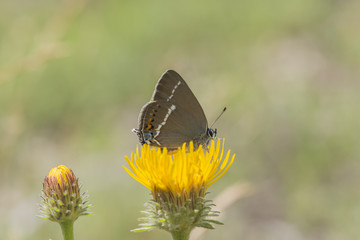 Blue-spot Hairstreak (Satyrium spini), Maritime Alps, France.