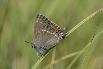 Blue-spot Hairstreak (Satyrium spini), Maritime Alps, France.
