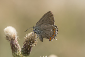False Ilex Hairstreak (satyrium esculi), Maritime Alps, France.
