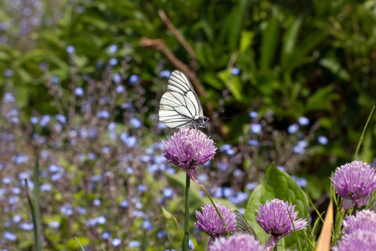White butterfly flying in flowers
