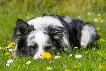 Schlafender Hund