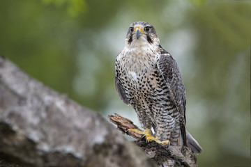 A portrait of a hybrid peregrine and saker falcon perched on a tree branch looking forward