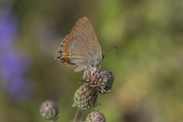 False Ilex Hairstreak (satyrium esculi), Maritime Alps, France.