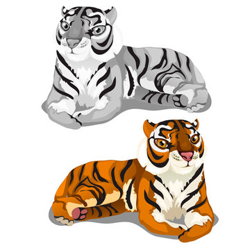 White striped Bengal and brown tigers. Vector