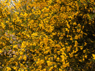 beautiful tree seen from the side with tons and dozens of gorse yellow oily wax flower heads shining in the day time sun looking stunning and bright and fresh in spring and summer heat