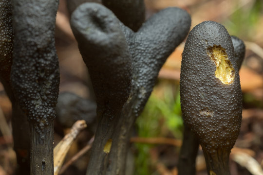 Macro photo of parasitic fungi Elaphocordyceps ophioglossoides 