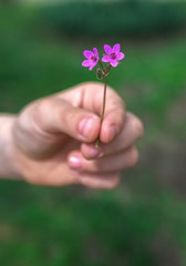 Fototapeta na wymiar Hand gives a wild flower with love .