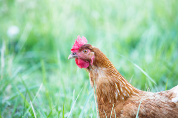 Close Up Chicken Hen In Grass
