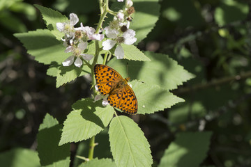 marbled fritillary (brenthis daphne), Maritime Alps, France.