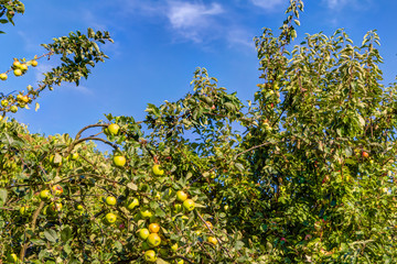 Fototapeta na wymiar Apple trees and fruits in a garden in summer