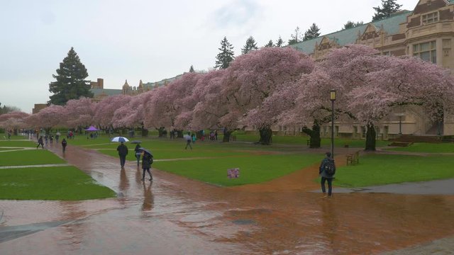 SEATTLE, WASHINGTON, UNITED STATES - APRIL 12, 2017: Beautiful pink trees. Cherry blossom, University of Washington, WA, USA.
