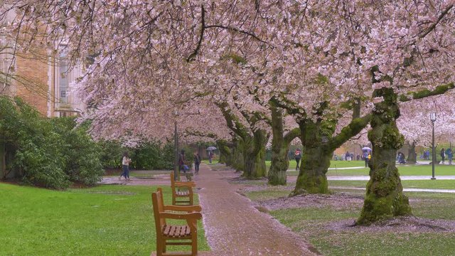 SEATTLE, WASHINGTON, UNITED STATES - APRIL 12, 2017: Beautiful pink trees. Cherry blossom, University of Washington, WA, USA.