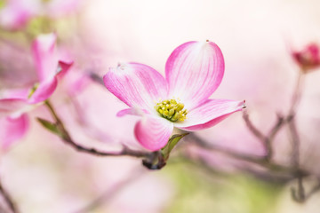 Close Up Dogwood Tree Bloom in Great Smoky Mountains
