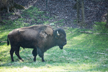Bison Buffalo In Green Grass Field in Tennessee