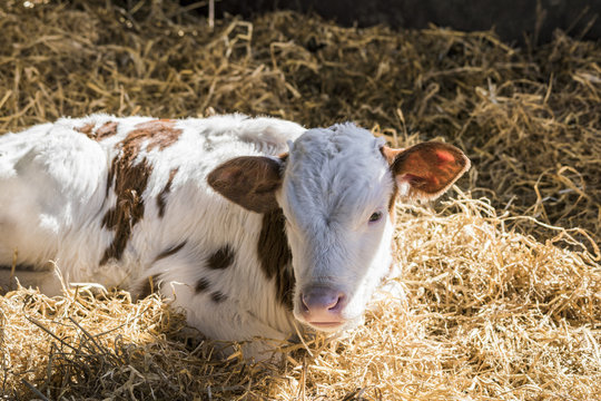 Calf lying in the hay in the sunshine