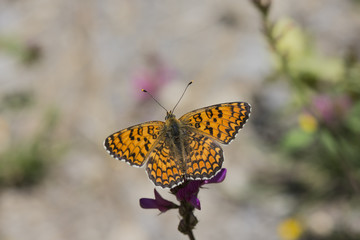 knapweed fritillary (melitaea phoebe), Maritime Alps, France.